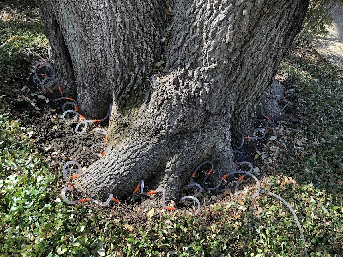 Detailed Tree Cabling and Bracing job site in Branchland