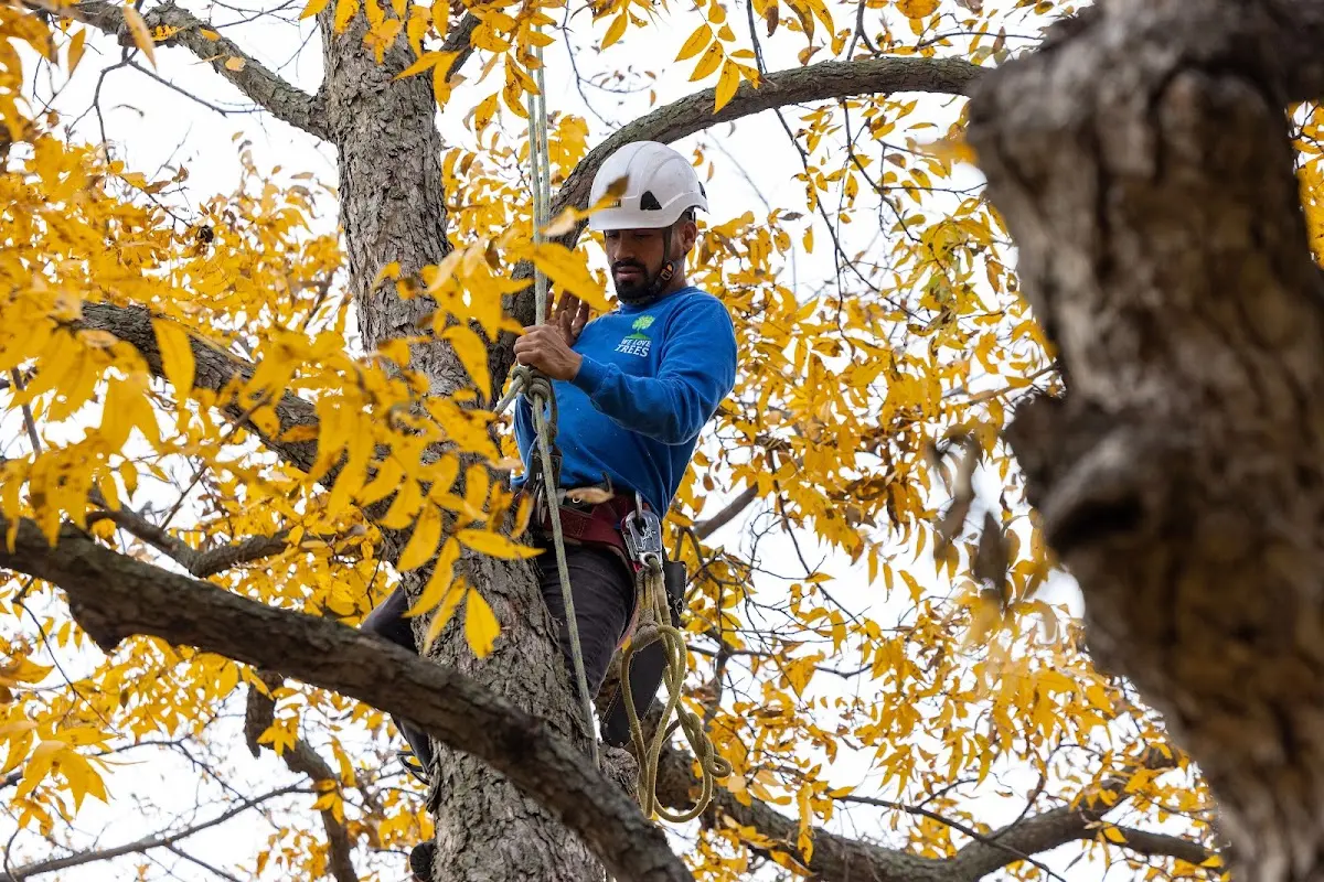Skilled Storm Damage Cleanup crew working in Branchland